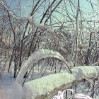 Certains arbres ont ployés sous le poids du verglas.